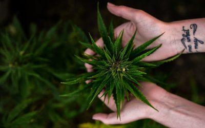 Vencer a diario el estigma de vender (legalmente) cannabis: el ‘via crucis’ de las empresas de CBD en España